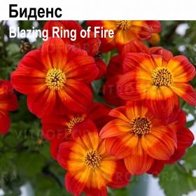БИДЕНС Blazing Ring of Fire