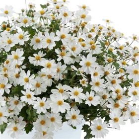 БИДЕНС Timeless Collection White Delight