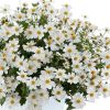 БИДЕНС Timeless Collection White Delight