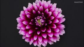 Георгина Cherie Abstract Purple