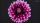 Георгина Cherie Abstract Purple