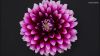 Георгина Cherie Abstract Purple