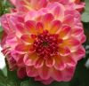 Георгина Cherie Radiant Rose