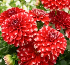 Георгина Cherie Red Lace