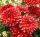 Георгина Cherie Red Lace