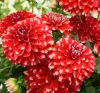 Георгина Cherie Red Lace