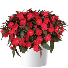 Бальзамин нг Harmony Colorfall Dark Leaf Red