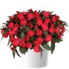 Бальзамин нг Harmony Colorfall Dark Leaf Red