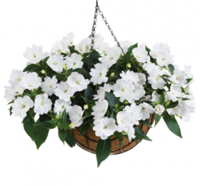 Бальзамин нг Harmony Colorfall White