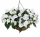 Бальзамин нг Harmony Colorfall White