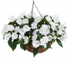 Бальзамин нг Harmony Colorfall White