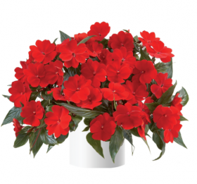 Бальзамин нг Harmony Deep Red