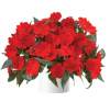 Бальзамин нг Harmony Deep Red