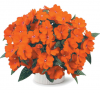 Бальзамин нг Harmony Orange Blaze