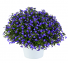 Лобелия Glow Blue Volt