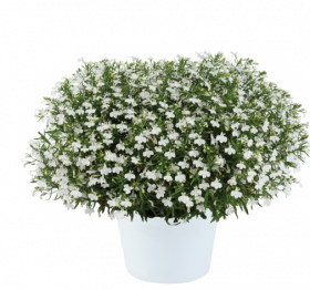 Лобелия Glow White Lightning