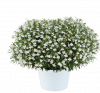 Лобелия Glow White Lightning