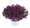 Лобулярия Stream Compact Purple