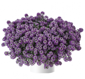 Лобелия Stream Deep Lavender