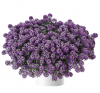 Лобелия Stream Deep Lavender