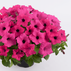 СУРФИНИЯ SURFINIA SUMO Rose