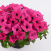 СУРФИНИЯ SURFINIA SUMO Rose