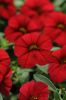 КАЛИБРАХОА Colibri Bright Red