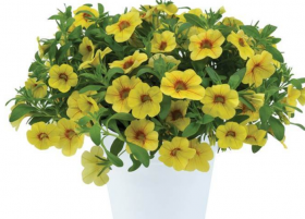 КАЛИБРАХОА Colibri Mellow Yellow