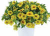 КАЛИБРАХОА Colibri Mellow Yellow