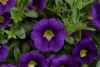 КАЛИБРАХОА Colibri Plum