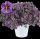 КАЛИБРАХОА Colibri Purple Bling