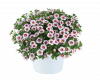 КАЛИБРАХОА Eyeconic Cherry Blossom