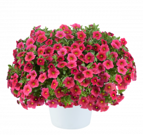 КАЛИБРАХОА Lia Cranberry