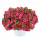 КАЛИБРАХОА Lia Cranberry