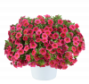 КАЛИБРАХОА Lia Cranberry