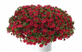 КАЛИБРАХОА Lia Dark Red