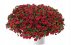 КАЛИБРАХОА Lia Dark Red
