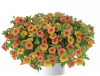 КАЛИБРАХОА Lia Melon