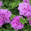 СУРФИНИЯ SURFINIA DOUBLE Lilac