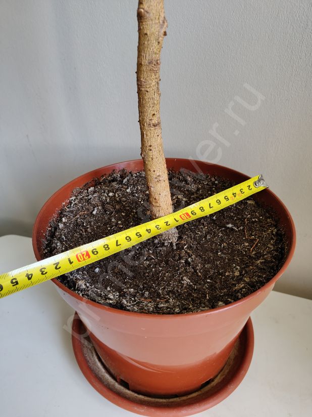 Фикус Бенджамина "Нина"