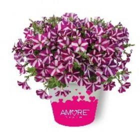 ПЕТУНИЯ Amore Joy