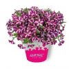 ПЕТУНИЯ Amore Joy