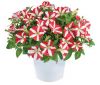 ПЕТУНИЯ Amore King Of Hearts Imp.