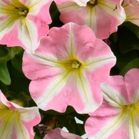 ПЕТУНИЯ Amore Princess Pink
