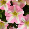 ПЕТУНИЯ Amore Princess Pink
