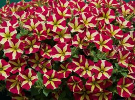 ПЕТУНИЯ Amore Queen Of Hearts