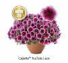 ПЕТУНИЯ Capella Fuchsia Lace