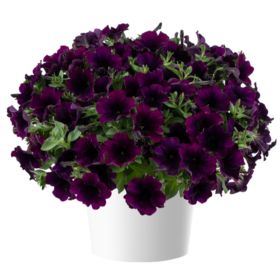 ПЕТУНИЯ Capella Mulberry