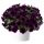 ПЕТУНИЯ Capella Mulberry