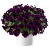 ПЕТУНИЯ Capella Mulberry